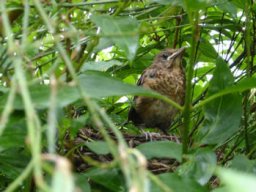 oiseaux_et_poules_20211127_1815959475